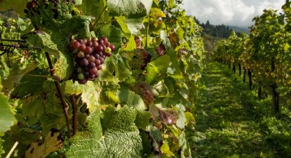 Viñedos del mundo que todo admirador del vino debería conocer
