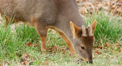 Pudúes y Zorros en peligro: el centro Chiloé Silvestre lucha contra la amenaza