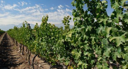 En el Día del Vino, cinco viñedos de Chile que puedes visitar
