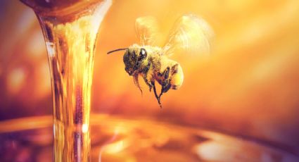 Los secretos de la miel que la hacen muy resistente a las bacterias