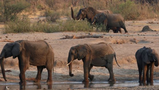 El Gobierno de Zimbabue sacrificará 200 elefantes por la sequía