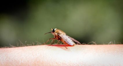 Cómo preparar un repelente casero contra moscas y mosquitos en segundos