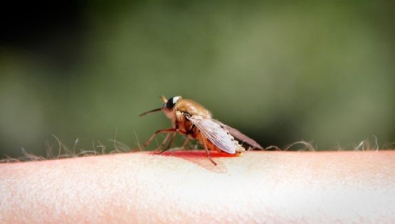 Cómo preparar un repelente casero contra moscas y mosquitos en segundos