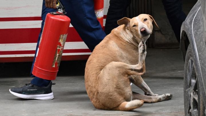 Turquía toma una medida drástica con los perros callejeros