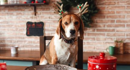 El error más común que puede hacer mal a tu mascota: alimentos que jamás deberías compartir