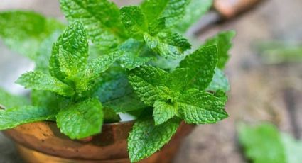 Menta mágica: el secreto natural para una cocina limpia, fresca y sin insectos
