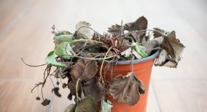 El truco poco conocido para salvar tus plantas en días
