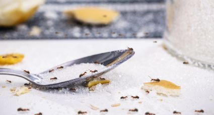 Hormigas fuera: el plan casero definitivo para proteger tu cocina