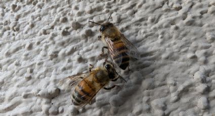 Abejas lejos del hogar: remedios caseros que no las dañan y sí funcionan