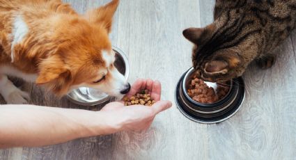 La importancia de tener un horario para la alimentación de las mascotas