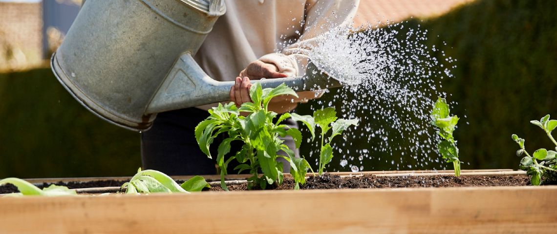 Plantas felices: el secreto está en saber cuándo darles agua