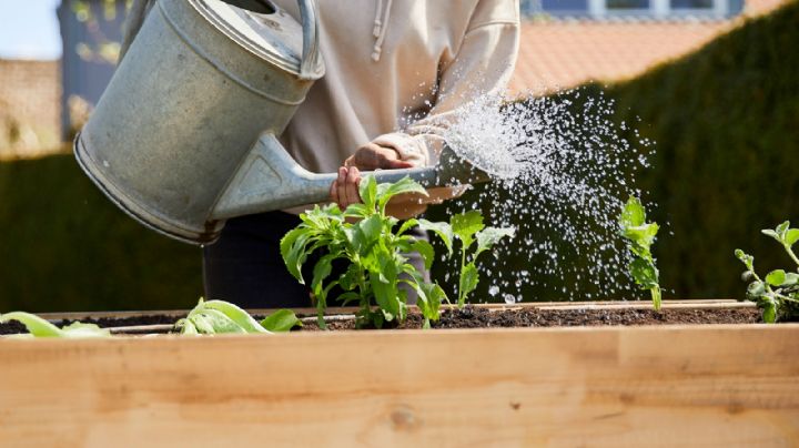 Plantas felices: el secreto está en saber cuándo darles agua