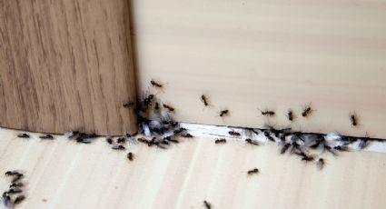 Adiós a las hormigas: trucos naturales que sí funcionan y no ponen en riesgo tu hogar