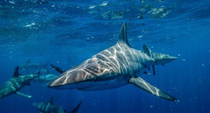 La prueba de fuego: un actor de “Jackass” trató de saltar sobre 10 tiburones