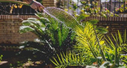 Agua caliente en las plantas: ¿Qué efectos ocasiona?