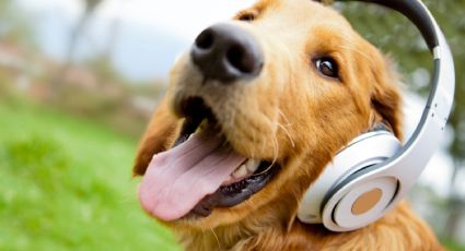 ¿Cuál es la música ideal para tus mascotas?