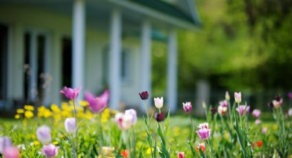 Seis claves para tener un hogar más ecológico y amigable con el medio ambiente