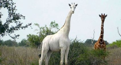 ¡Qué no la maten! La última jirafa blanca del mundo es vigilada por GPS