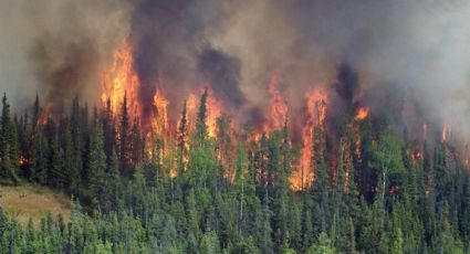 Incendios forestales: así es cómo transforman el clima