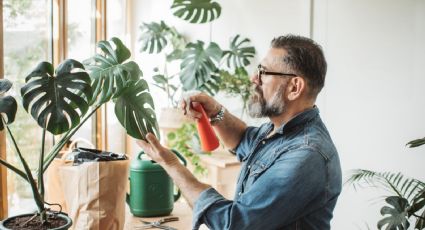 Tendencia: estas son las plantas favoritas para decorar tu casa