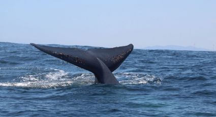 Dominga: el Archipiélago de Humboldt estaría en peligro ante el proyecto minero