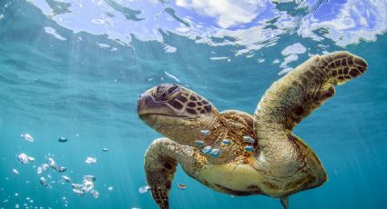 Tortugas marinas: un estudio cree que la especie podría llegar a extinguirse