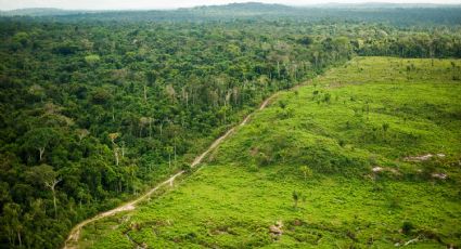 Brasil: se aprobó un proyecto de ley que pone en riesgo la comunidad indígena y sus bosques