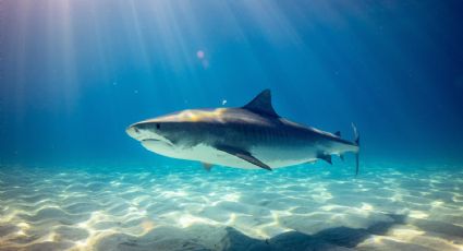 La venta no autorizada de aletas de tiburón en Ecuador pone en riesgo al océano