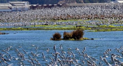 Humedales: la restauración de estos ecosistemas sería posible