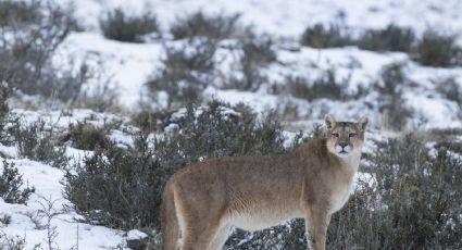 Proyecto GEF Montaña: una iniciativa para proteger la biodiversidad y ecosistemas en Chile