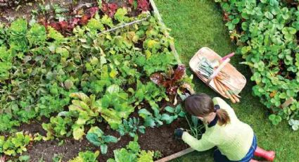 La huerta en casa: ¿Qué se puede plantar en verano?