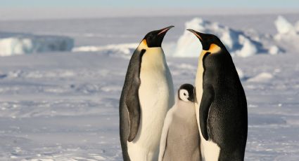 Pingüino emperador incluido en la lista de especies en peligro de extinción