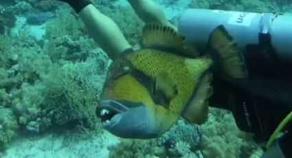 Pez con dientes humanos es captado mordiendo a buzo en Egipto