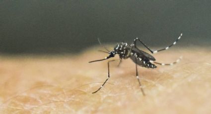 Zika: investigadores alertan sobre la capacidad de mutación del virus