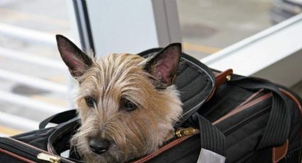 Sus mascotas desaparecieron en pleno vuelo, las encontró y está indignado con la aerolínea