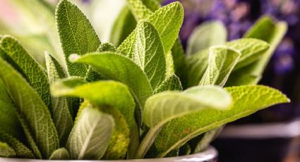 Salvia: los beneficios de esta planta en nuestra salud