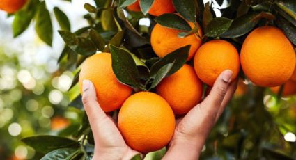 Beneficios de comer naranja para nuestro cuerpo