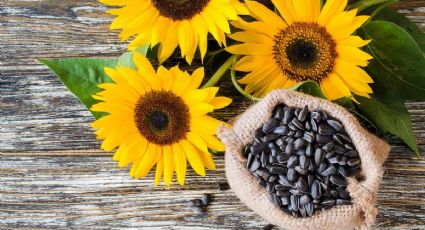 Semillas de girasol: todas las propiedades de este delicioso superalimento