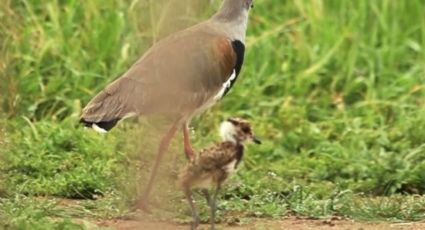 El conmovedor video de un pequeño queltehue aprendiendo a camuflarse al lado de su madre