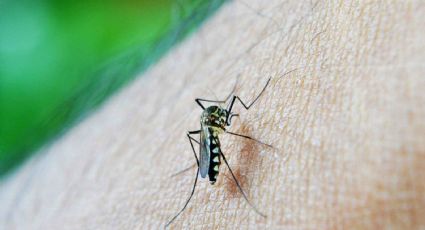 4 repelentes naturales contra mosquitos, que siempre funcionan