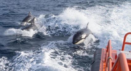 Orcas hunden un velero en el Estrecho de Gibraltar