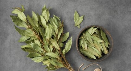 3 rituales mágicos con hojas de laurel para atraer la abundancia