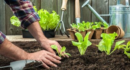 Crea tu propia huerta en casa con estos consejos para principiantes