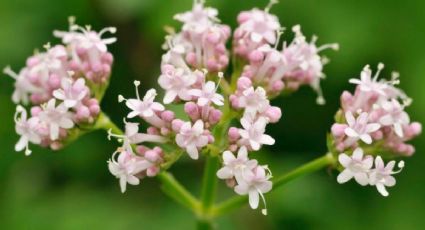 Los increíbles poderes de la valeriana para mejorar la salud y el estado de ánimo