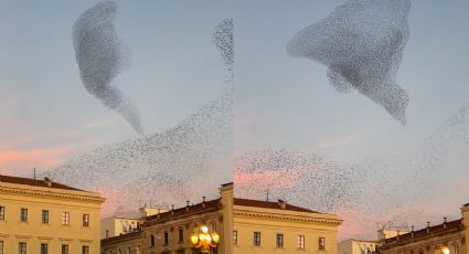 Las formaciones de estorninos generan un espectáculo viral en el cielo de Italia