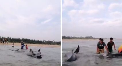 Sri Lanka: rescatan a once ballenas varadas a orillas del mar