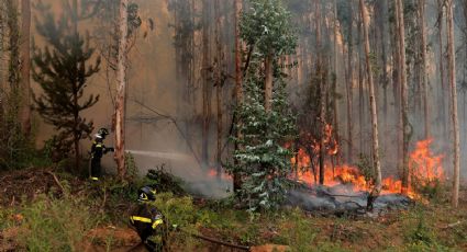 Las familias de La Araucanía afectadas por los incendios ya perciben el bono de emergencia