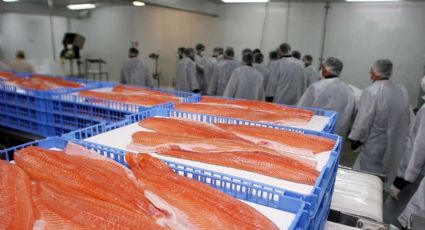 Las exportaciones de pescados cultivados aumentaron más del 100 por ciento durante el 2022