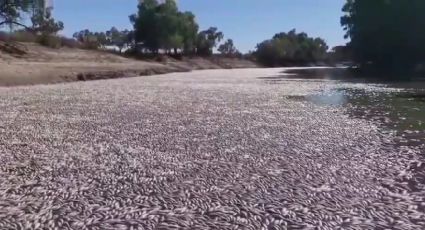 Millones de peces sin vida bloquearon el río Darling en Australia