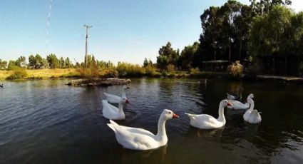 Gripe aviar: confirman positivdad en aves del Jardín Botánico de la U de Talca